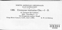 Uromyces intricatus image